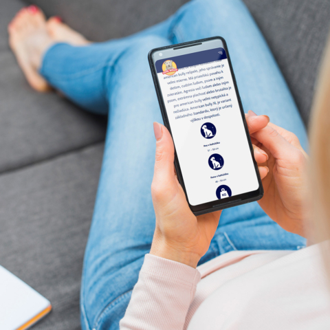 american bully puppies cool bully